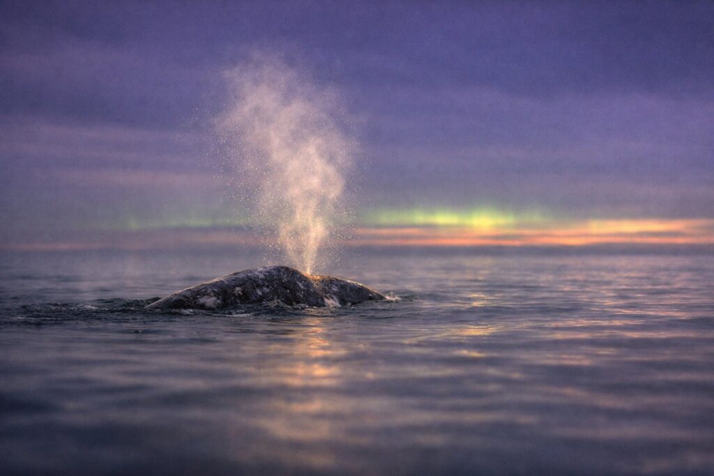 Unpredictable Whale Migration Patterns