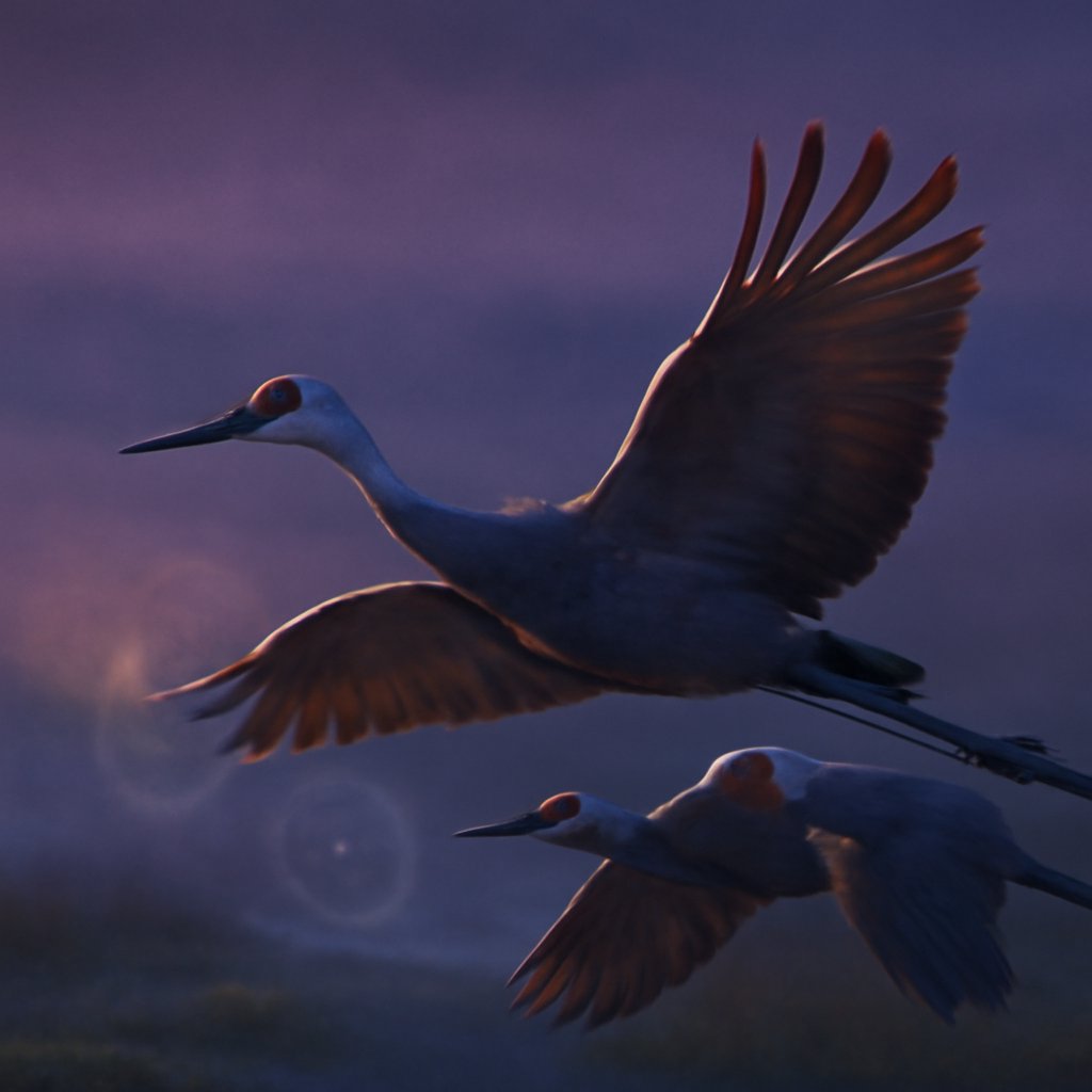 Two migrating birds in echelon formation, the trailing bird's wingtip catching the rising upwash spiral shed by the leader at dawn