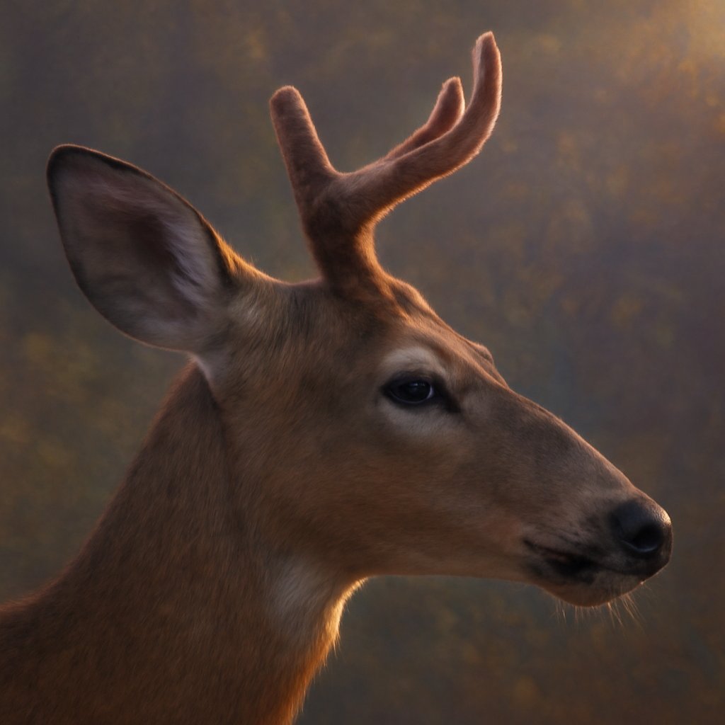Close-up of a white-tailed doe's short antlers still covered in living velvet, the field mark of a true fertile antlered female deer